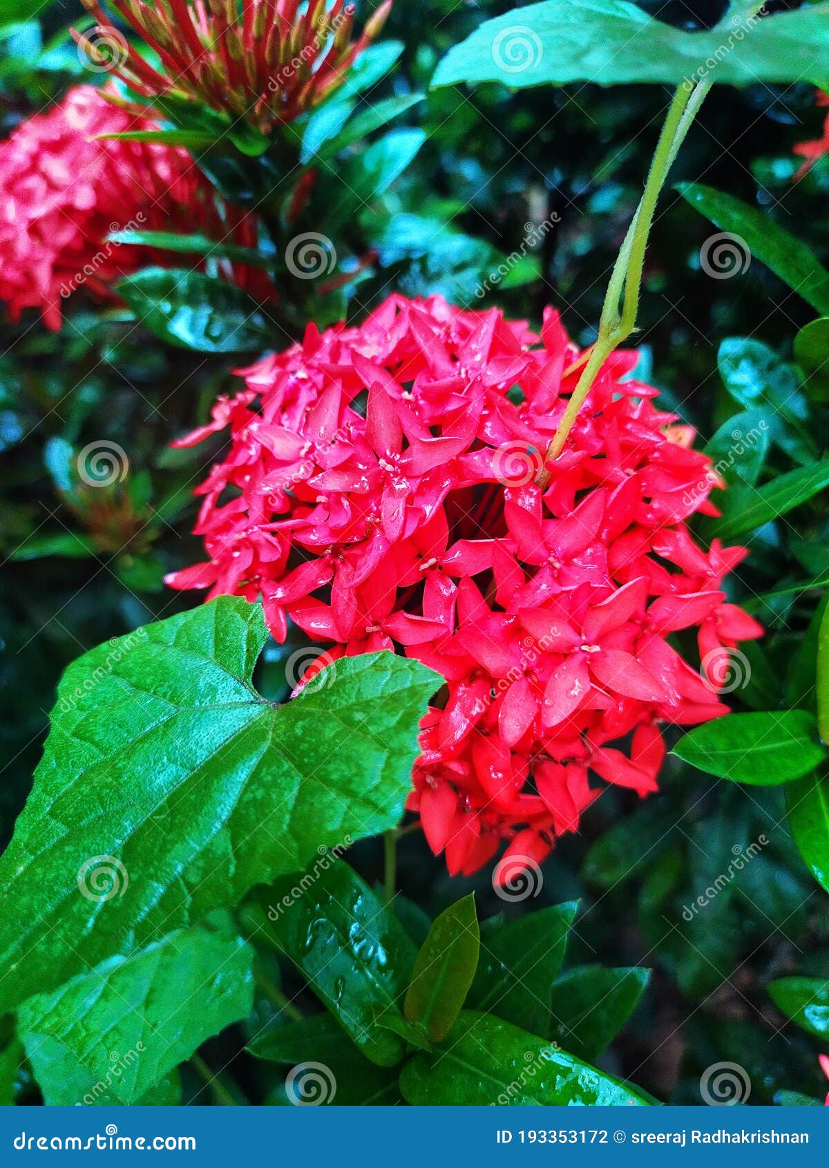ixora coccineaÃÂ & x28;also known asÃÂ jungle geranium,ÃÂ flame of the woodsÃÂ orÃÂ jungle flameÃÂ orÃÂ pendkuli& x29;